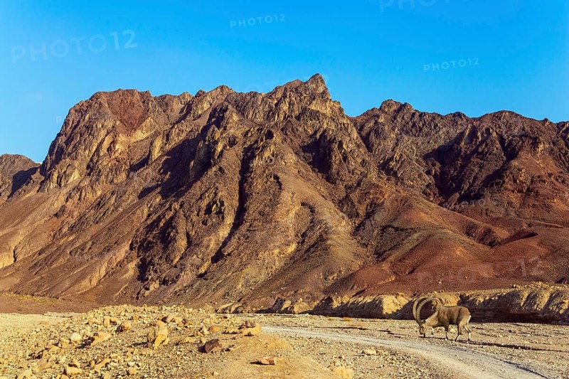 Wild mountain goat with curled horns in the Eilat Mountains. The rocks are composed of sandstones, igneous and volcanic rocks. Multicolored landscape formations