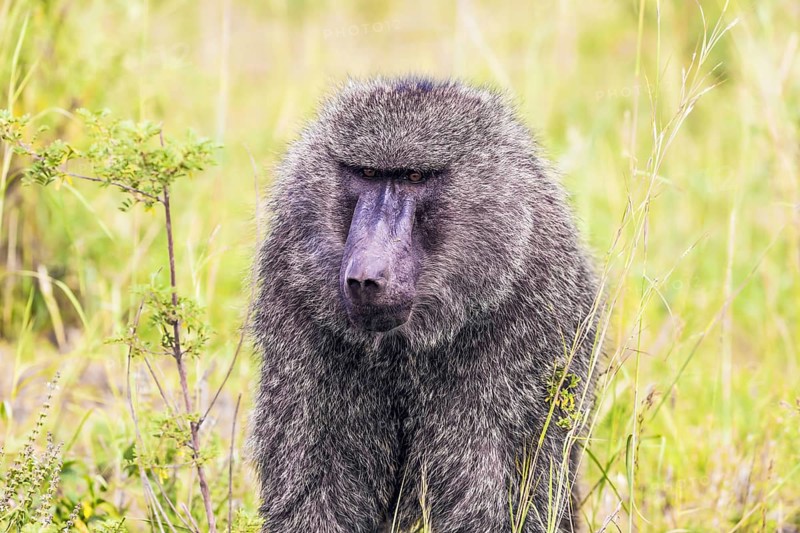 Baboon, or yellow baboon, in the grassy savannah. The famous Masai Mara Reserve in Kenya. The concept of active, ecological, exotic, extreme and photo tourism