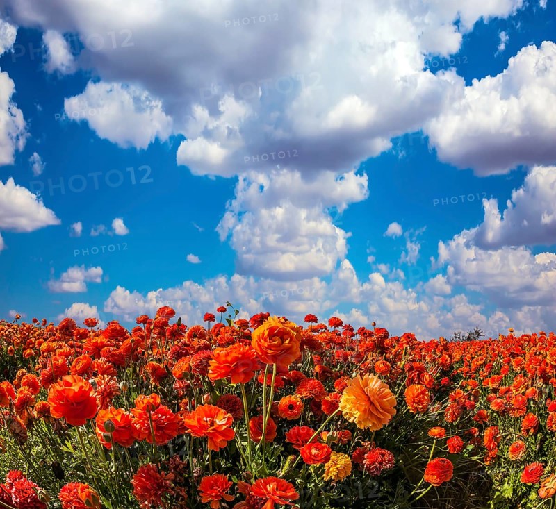 The kibbutz in the south of Israel. Clouds over field of luxury garden buttercups. Concept of rural tourism