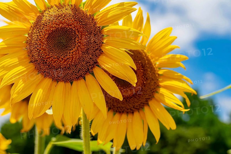 A vast field of golden sunflowers sways gently in the warm summer breeze, their bright heads turned to the sky. Fluffy white clouds drift across the blue, adding depth to the serene, sunlit scene, McConnells, United States of America