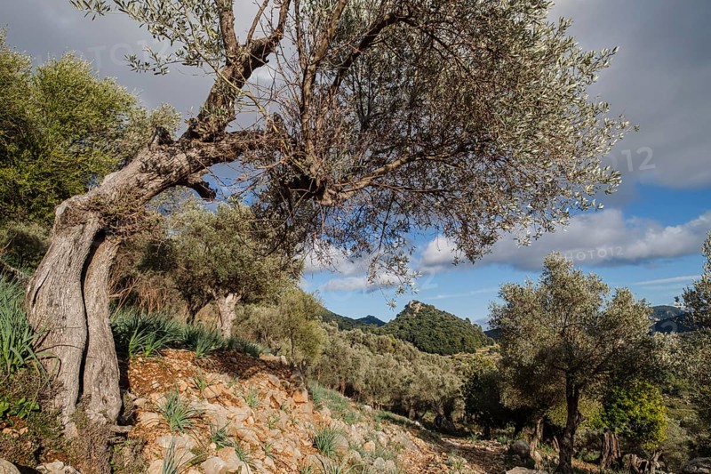 Orient valley, Mallorca, Balearic Islands, Spain, Europe