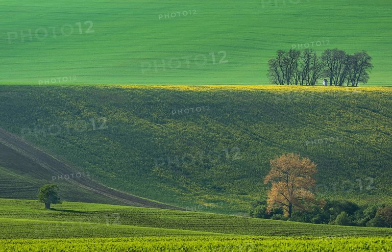 The small white Santa Barbara chapel surrounded by rape and wheat fields. Beautiful abstract colorful landscape with rolling hills in South Moravia, Czech Republic, Europe