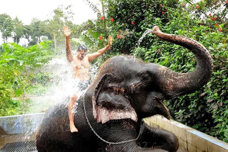 Elephant spraying water on man, Thekkady, Kerala, India, Asia, MR#801B, Asia