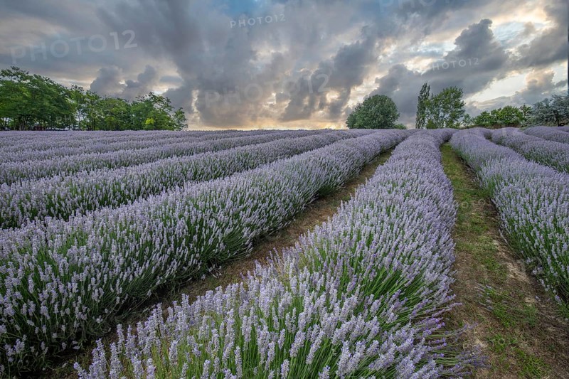 Beautiful summer evening in a lavender field. Large blue lavender bushes blooming in a cultivation area. Landscape shot at sunset at Lake Balaton, Hungary, Europe