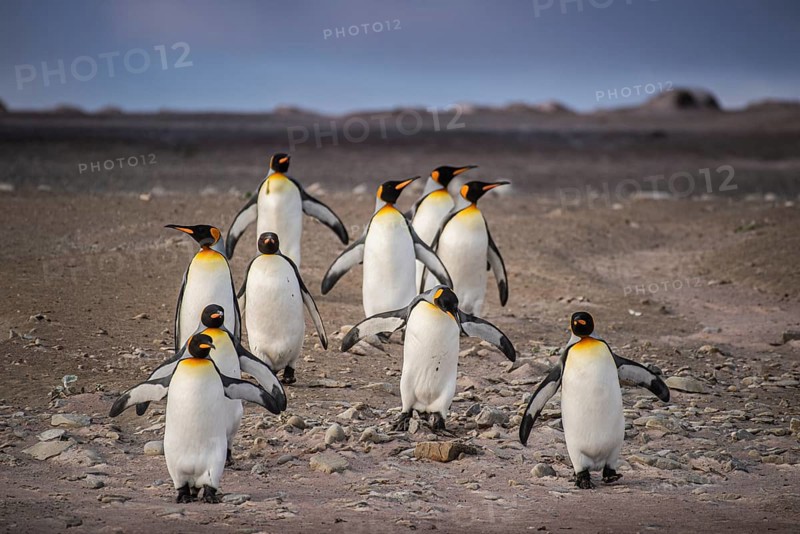 King penguins (Aptenodytes patagonicus), on their way to the sea, Volunteer Point, Falkland Islands, Great Britain, South Atlantic, South America