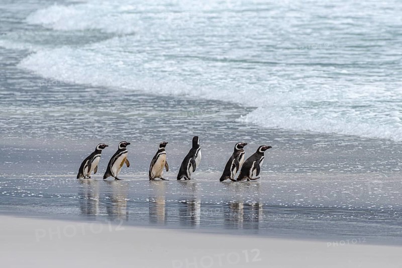 Magellanic penguins (Sphreniscus magellanicus), group on their way to the sea, Volunteer Point, Falkland Islands, Great Britain, South Atlantic, South America