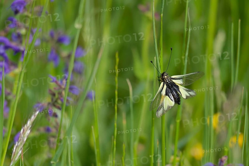 Dragonfly butterfly (Libelloides coccajus) in the Kocher valley, Kocher, Künzelsau, Hohenlohe, insect, Germany, Europe