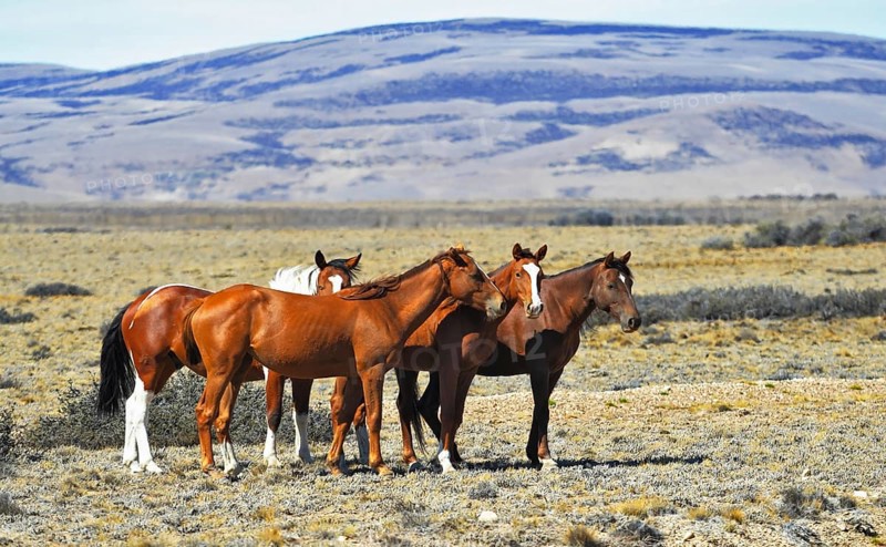 The herd of wild mustangs. Patagonian pampas on a summer day
