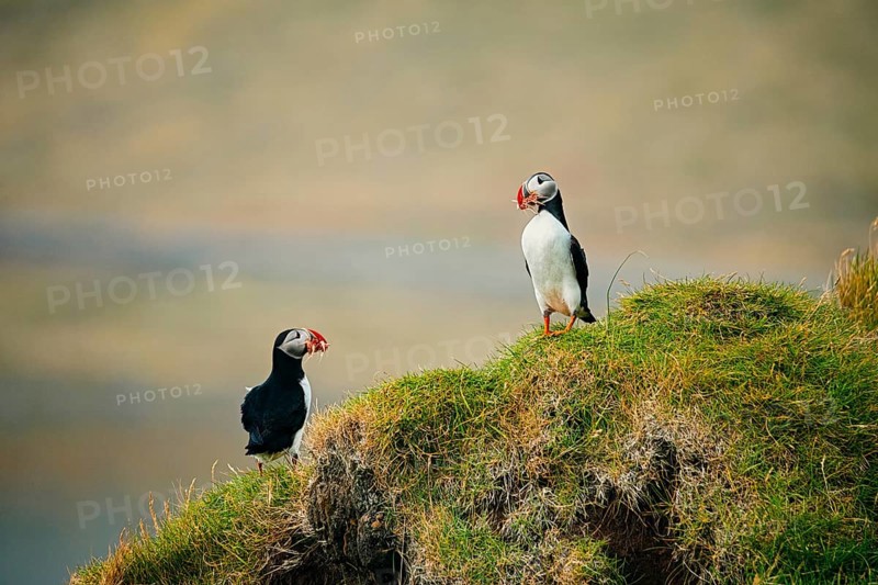 Puffins on a grass-covered cliff appearing to communicate naturally, bird, puffins, puffins, animal