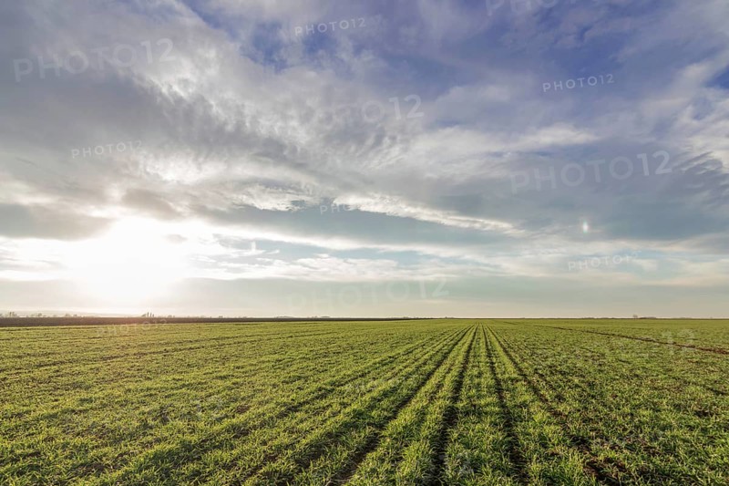 Wheat seedlings growing in a field. Young green wheat growing in soil
