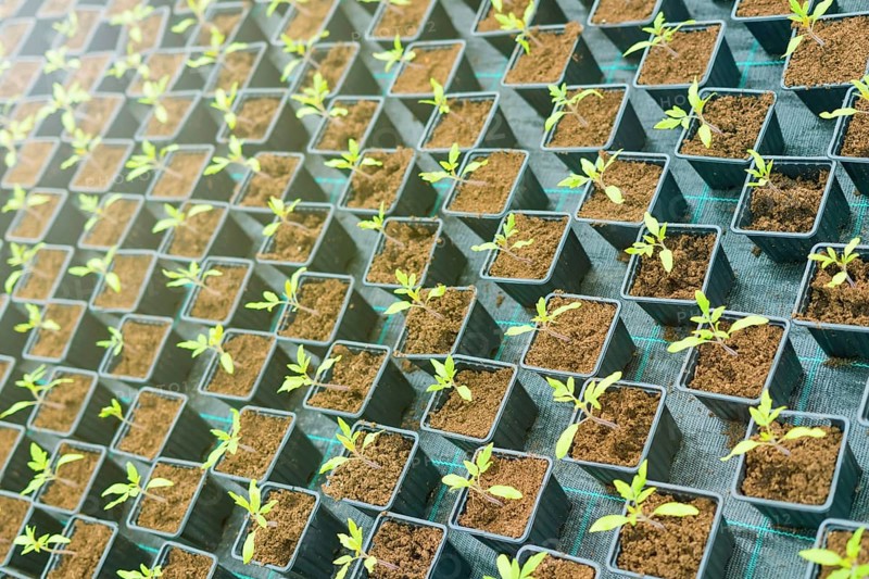 Sprouted Tomato. Potted Tomato Seedlings Green Leaves