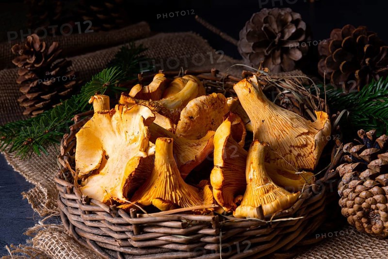 Real chanterelles, a delight from the forest