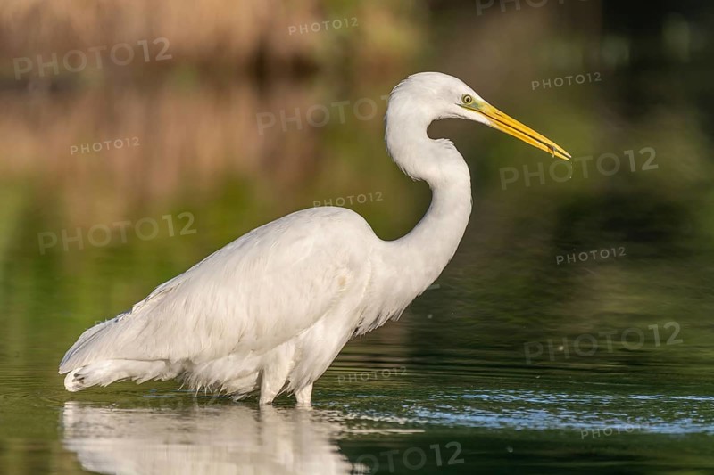 Great egret (Ardea alba) fishing in a river. Alsace, France, Europe