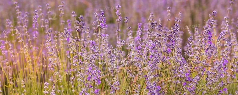 Violet purple lavender field close-up banner. Flowers selective focus, blur background