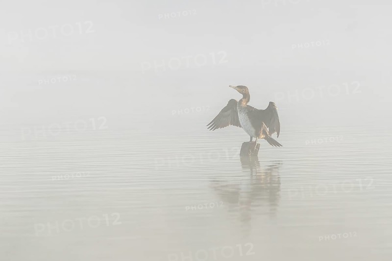 Great cormorant (Phalacrocorax carbo) perched on a branch drying the wings. Bas-Rhin, Alsace, Grand Est, France, Europe