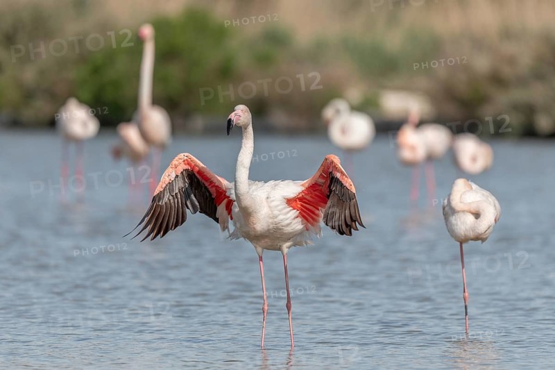 Flamingo (Phoenicopterus roseus) in a pond of a natural reserve. Saintes Maries de la Mer, Parc naturel regional de Camargue, Arles, Provence Alpes Cote d'Azur, France, Europe