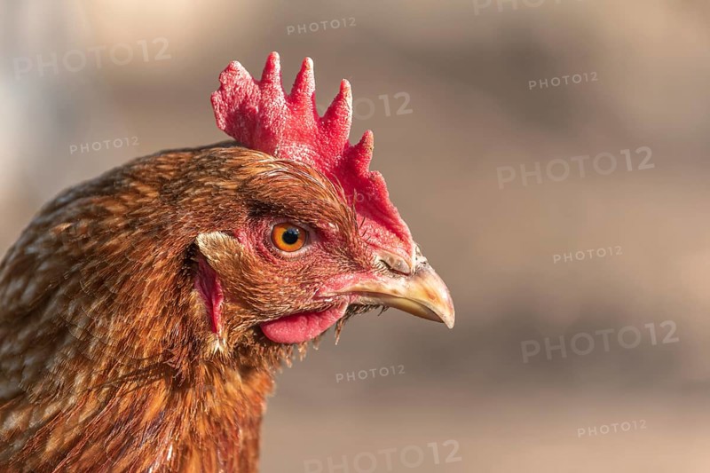 Portrait of a red hen in a chicken coop. France