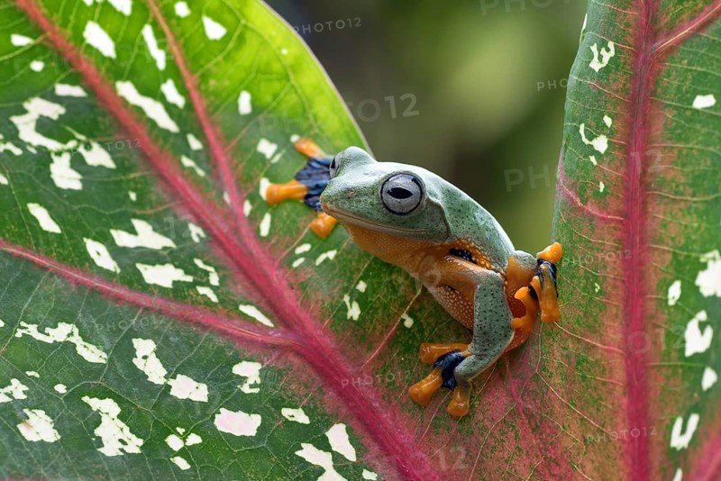 Green tree flying frog (Rhacophorus reinwarditii) sitting on a leaf