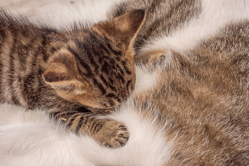 Kittens snuggled up on her mother to suck on breast milk. France