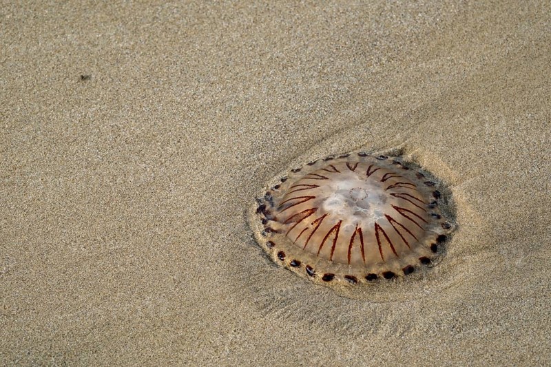 Compass Jellyfish in the sand