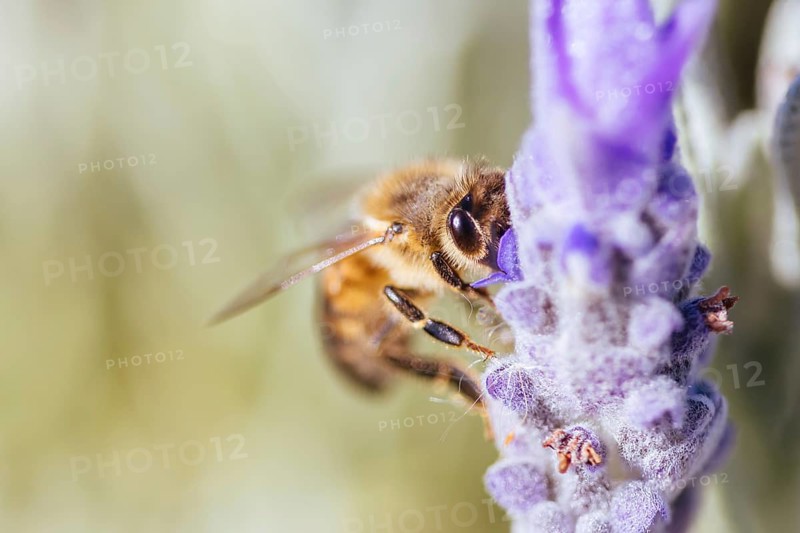 Closeup detail shot of a bee collecting pollen from lavender on sunny spring day in Axedale, Victoria, Australia, Oceania