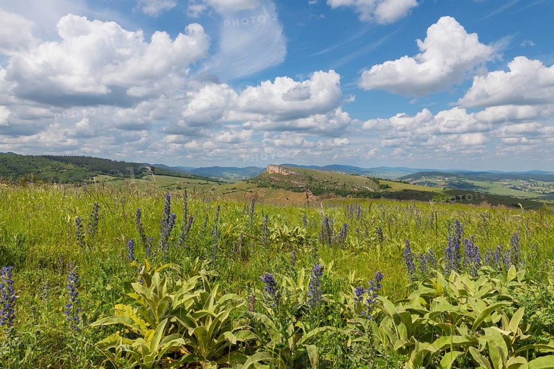 Environment of La Roche de Solutre with vineyards, and the giant rock to climb on the background, Burgundy, France with purple flowers