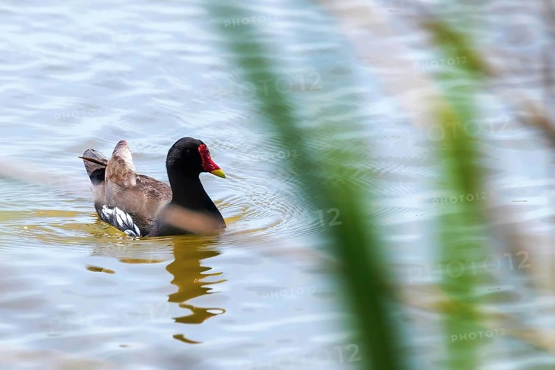 MoorhenSwimming on Water (Gallinula chloropus) Common Moorhen