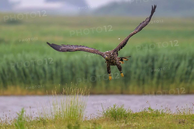 A white-tailed eagle (Haliaeetus albicilla) in flight over a green landscape with a background of water, Katinger Watt, Tönning, Schleswig-Holstein, Germany, Europe