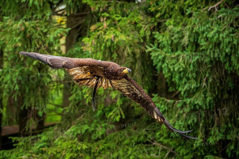 A majestic eagle in flight