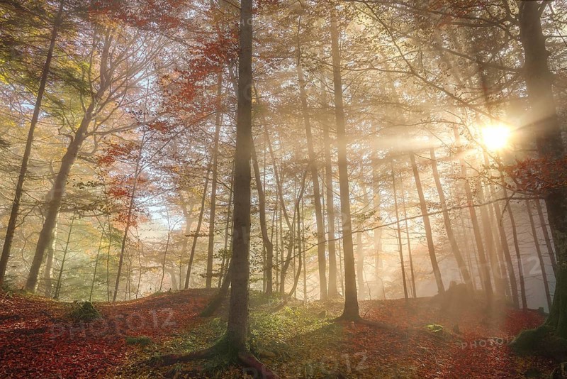Representative image for the fall season, with a colorful forest, enlightened by sun rays that pierced the morning mist, in Fussen, Germany, Europe