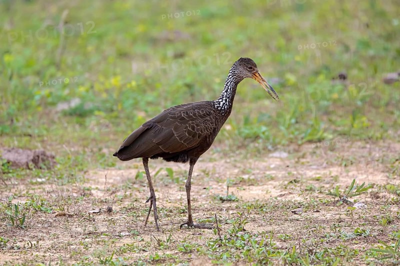 Side view of a Limpkin foraging on grassy ground, Pantanal Wetlands, Mato Grosso, Brazil, South America