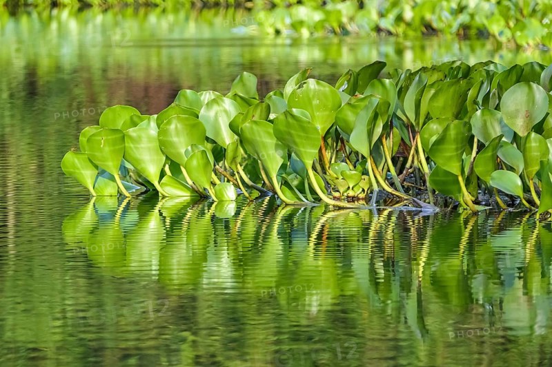 Close-up of Water Hyacinth leaves reflecting on the water surface in sunshine, Pantanal Wetlands, Mato Grosso, Brazil, South America