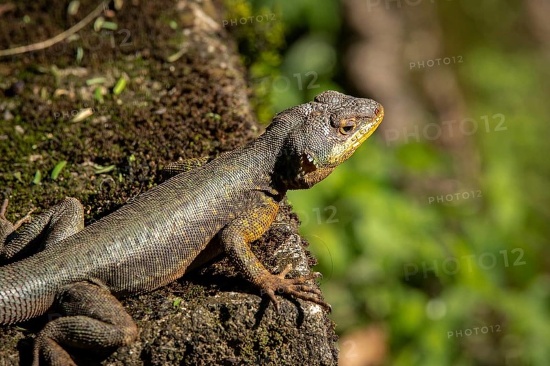 Close-up of a Brazilian Collared Lizard on a rock in sunshine, Iguazu Falls, Argentina, South America