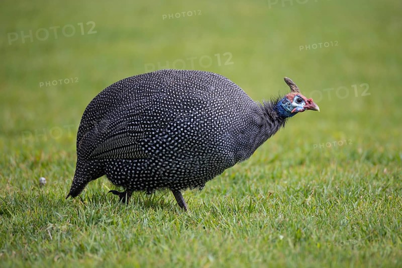 Helmeted guineafowl, Numida meleagris, sitting in a meadow, Namibia, Africa