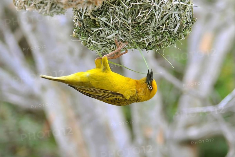 Cape Weaver, Ploceus capensis, a resident breeding bird species endemic to South Africa building a nest