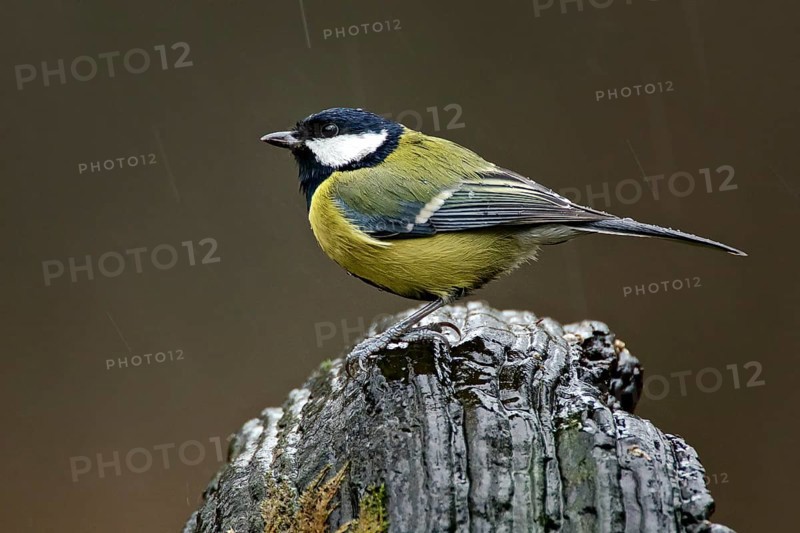 Great Tit in the rain