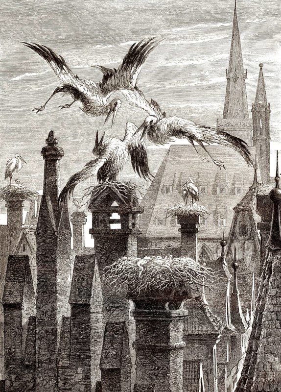 Storchennester in der Stadt Straßburg, Elsass, Frankreich, 19. Jahrhundert