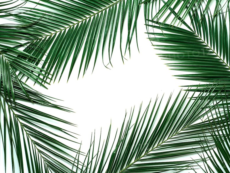 Palm leaves isolated on white background. Tropical leaves top view or flat lay. Tropical background, copy space in center for text or design. Tropical palm leaves, jungle leaf floral pattern background
