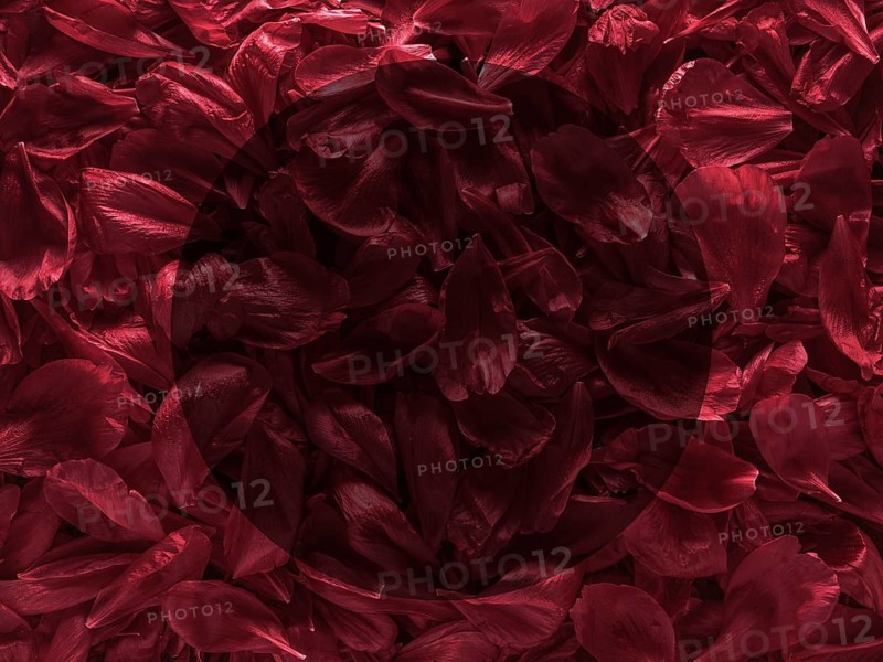 Background of red peony petals. Bright saturated red purple peony pattern background. Burgundy floral texture can use as wallpaper, card design
