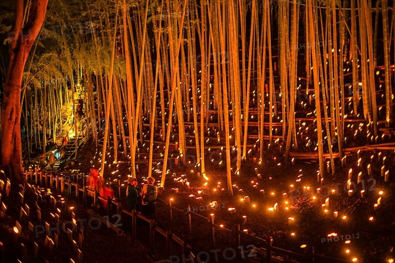 Bamboo forest light up (small desk Castle forest of citizen). Shooting Location: Yokohama-city kanagawa prefecture