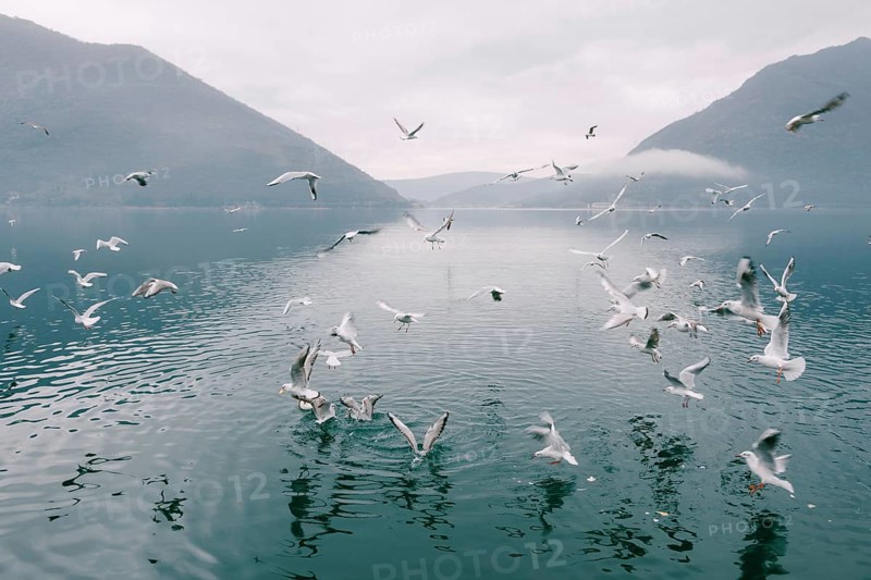 Flock of seagulls circling above the water.