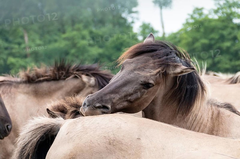 The Dülmen horses live wild near Dülmen, in the Merfelder Bruch nature reserve in North Rhine-Westphalia. The eel line on their backs is a typical feature of these wild horses. Wild live the Dülmen horses near Dülmen, in the nature reserve Merfelder Bruch, North Rhine-Westphalia. A characteristic feature of the wilds is the eel on the back