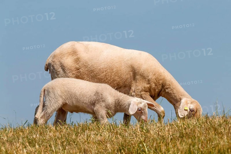Ewe with lamb on the dyke, Lower Rhine, June, North Rhine-Westphalia, Germany, Europe