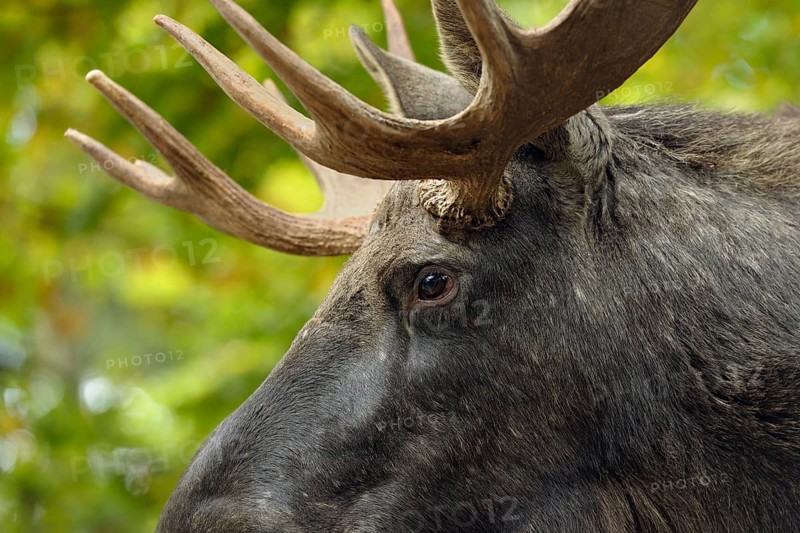 Eurasian elk, Alces alces