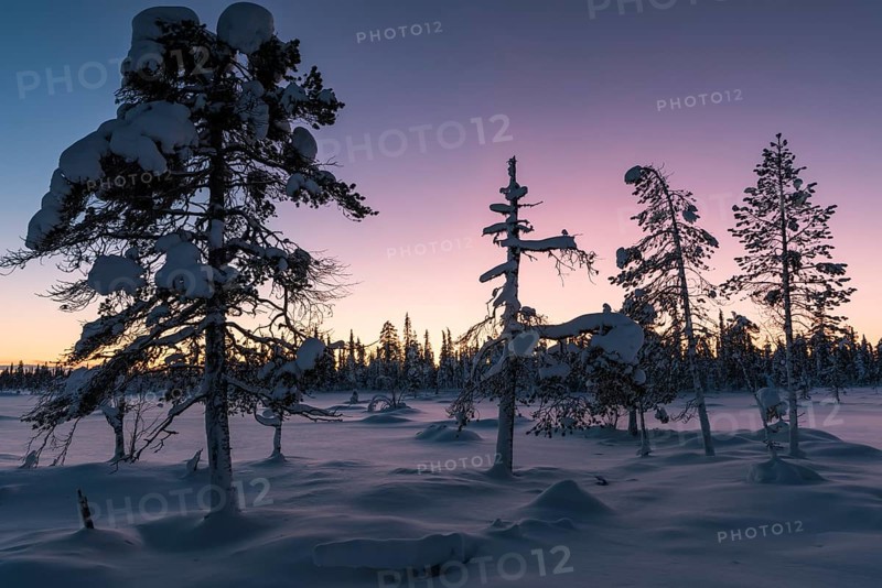 Winter landscape at dusk, Muddus National Park, Norrbotten, Lapland, Sweden, December 2015, Europe