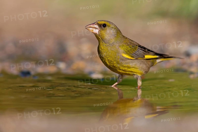Greenfinch (Chloris chloris) Family of sparrows, male Lesbos, Greece, Europe