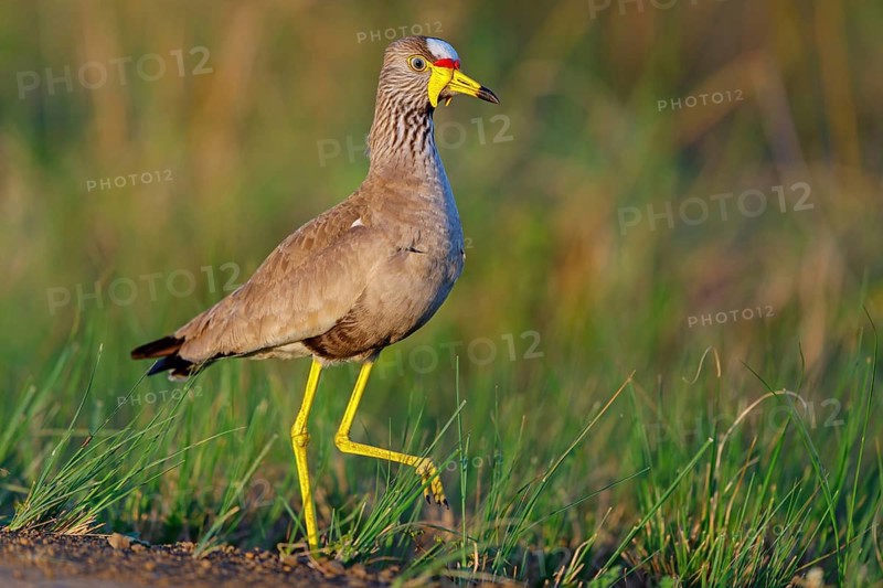 Senegal Lapwing, (Vanellus senegallus), Africa, South Africa, KwaZulu-Natal, Triele family, iSimangaliso Wetland Park, St Lucia, Africa
