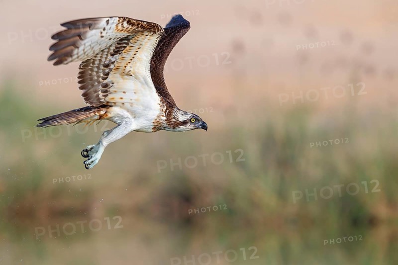 An osprey in search of food, (Pandiaon haliaetus), family of birds of prey, biotope, habitat, flight photo, Raysut, Salalah, Dhofar, Oman, Asia