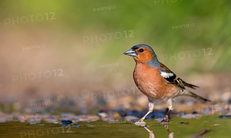 Chaffinch, (Fringilla coelebs), foraging, biotope, Wadi Darbat, Salalah, Greece, Oman, Europe