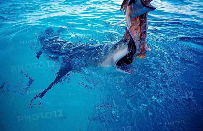 Biting Lemon Shark at the surface, Negaprion brevirostris, Bahamas, Atlantic Ocean, Central America
